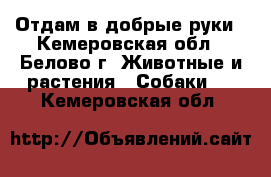 Отдам в добрые руки - Кемеровская обл., Белово г. Животные и растения » Собаки   . Кемеровская обл.